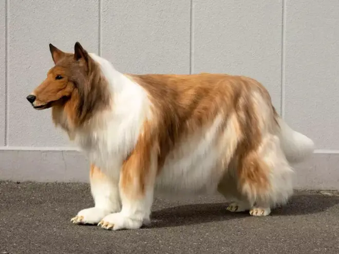 $20,000 ayuu ku bixiyey in uu eey iska dhigo