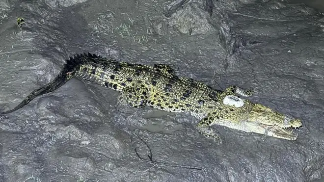 স্যাটেলাইট ট্রান্সমিটার বসানোর পর সুন্দরবনের খালে অবমুক্ত করা হয় চারটি কুমির