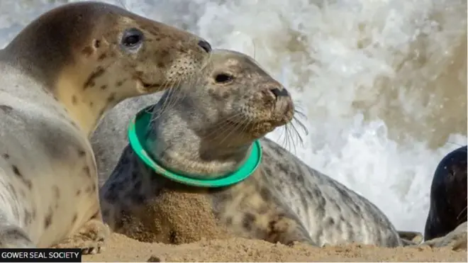 ဖျံလေးတွေ လည်ပင်း ပလက်စတစ်ကွင်းတွေ စွပ်မိသေဆုံး