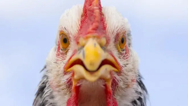 अब तक बर्ड फ़्लू का संक्रमण अमेरिका के कई राज्यों के कई डेरी फ़ार्मों में फैल गया है