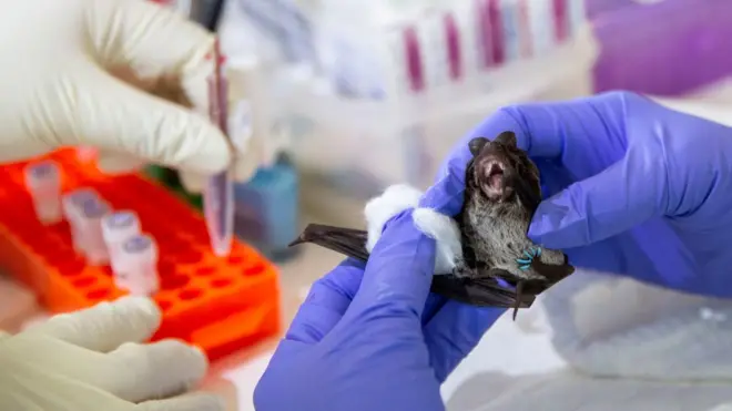 थाईल्यान्डको एउटा प्रयोगशालामा एउटा चमेरो