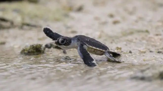 A newborn green sea turtle flops into the water on a sandy beach in Heron Island, Australia. 