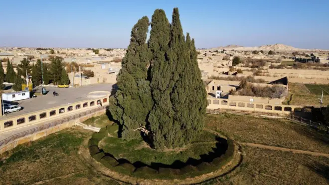  ایران کے صوبہ یزد کے شہر ابرکوه میں موجود ایک صنوبر کا درخت ہے