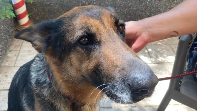 Irna, nemački ovčar