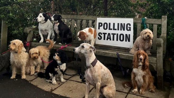 A number of dogs sit around a bench outside a polling station in Dulwich Village in London