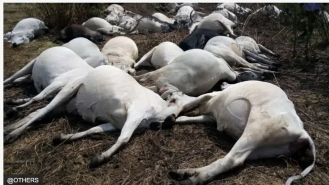 Oku awọn maaluu ti ara san pa