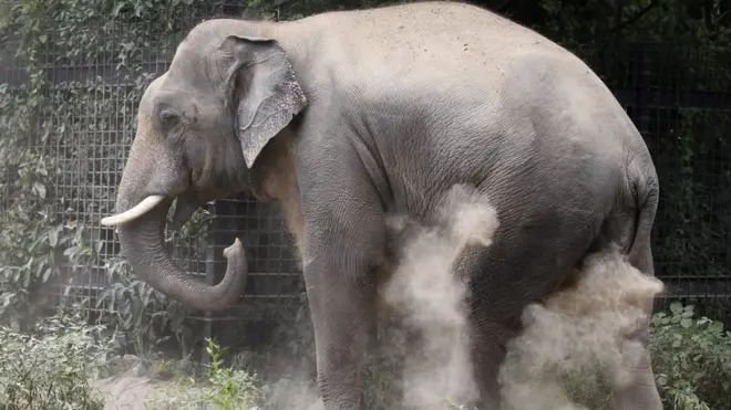 De acuerdo con Wilson, la investigación que lidera puede ayudar a detectar estrés en los elefantes que han estado en zonas de guerra. Foto genérica.