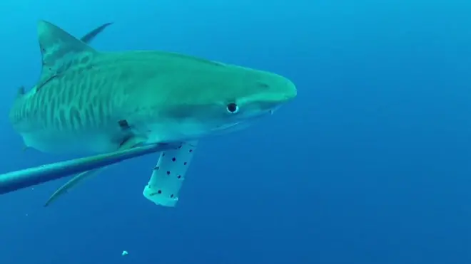 پروژه بزرگ نظارت بر اعماق اقیانوس‌ها