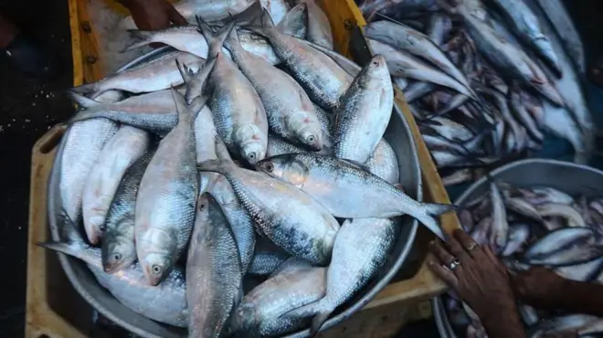  హిల్సా చేపలు