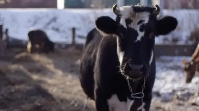One Woman's quest to rescue Russia's aging cows.