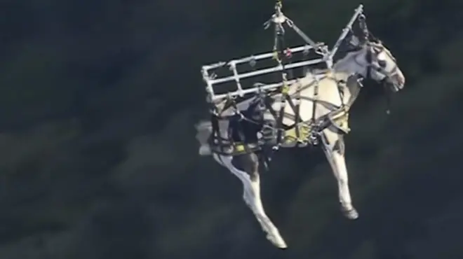 кінь у небі