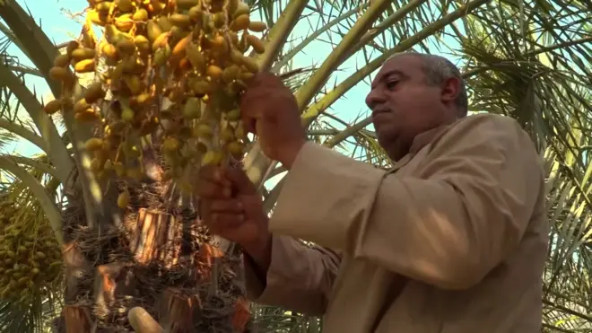 درجات الحرارة: مزارعو النخيل في العراق سعداء بموجة الحر