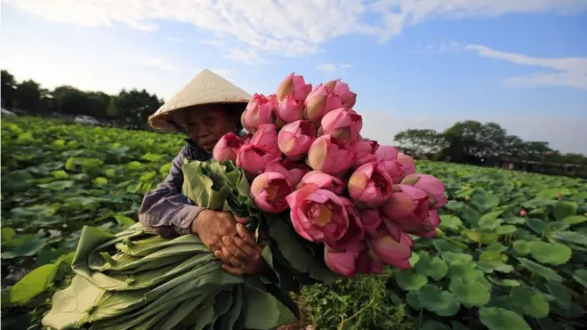 Жінка збирає квіти лотоса на озері у Ханої, В'єтнам. Ця рослина високо цінується, оскільки її пелюстки додають до салатів і чаю, а насіння можна використовувати для приготування десертів.