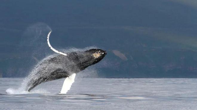 Baleia jubarte avistada nas proximidades da Ilha de Bering, na Rússia