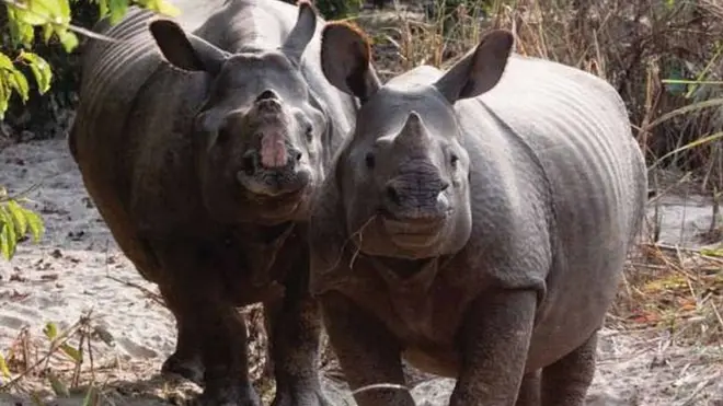 गैँडाहरू