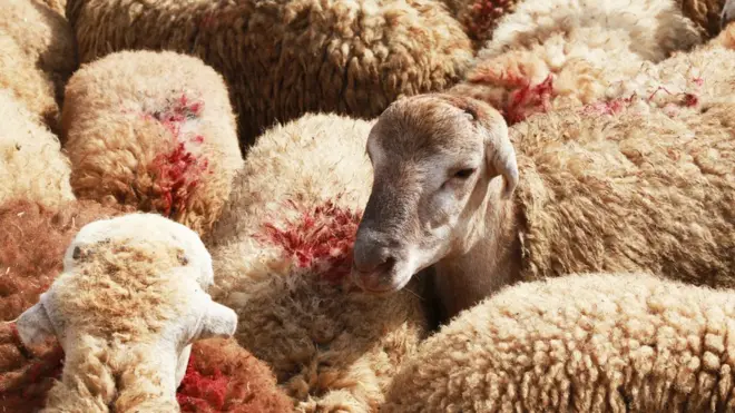 Azərbaycanda Qurban bayramı