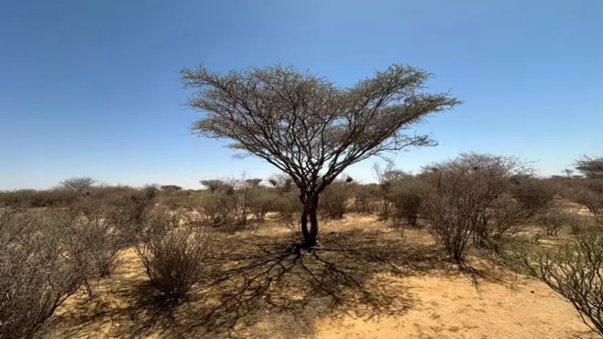 أشجار يابسة في غابة السنط