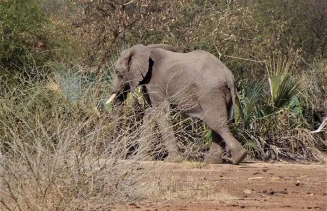 ሓደ ሓርማዝ በይኑ እናተጓዕዘ