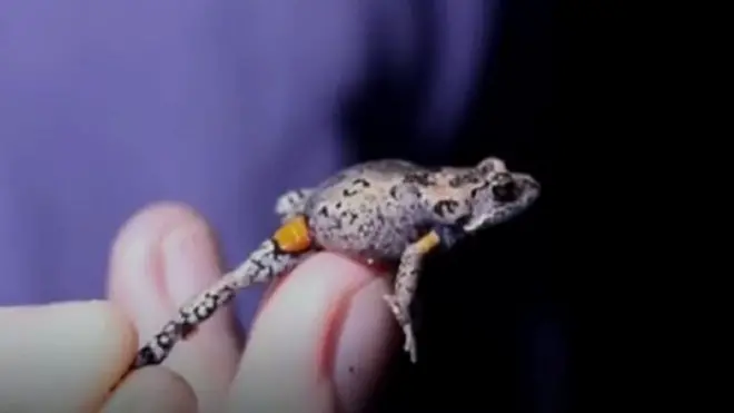 Mahony toadlet