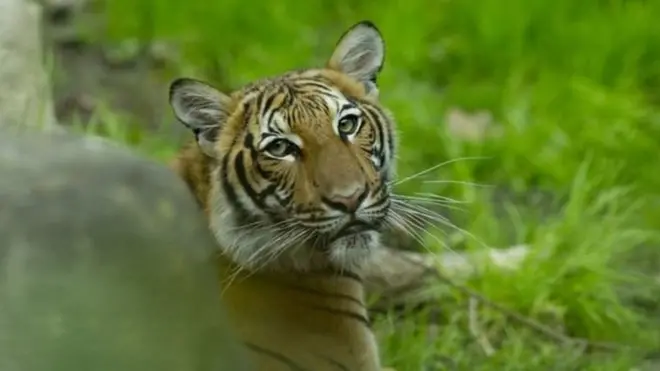 ब्रोंक्स चिड़ियाघर की टाइगर