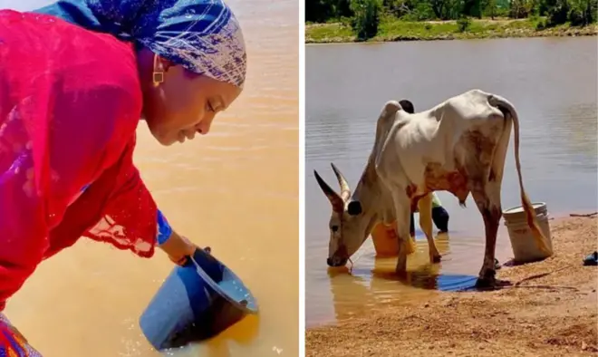 Collage of one woman wey dey fetch water from river and cow wey dey drink water from river