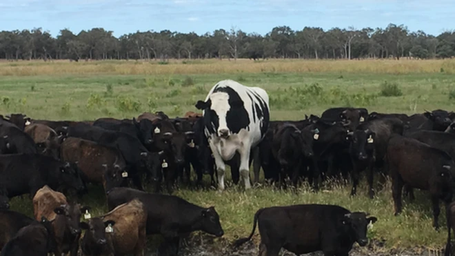 Knickers is often followed by a herd of wagyu cattle