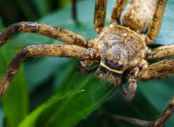 Huntsman Spider