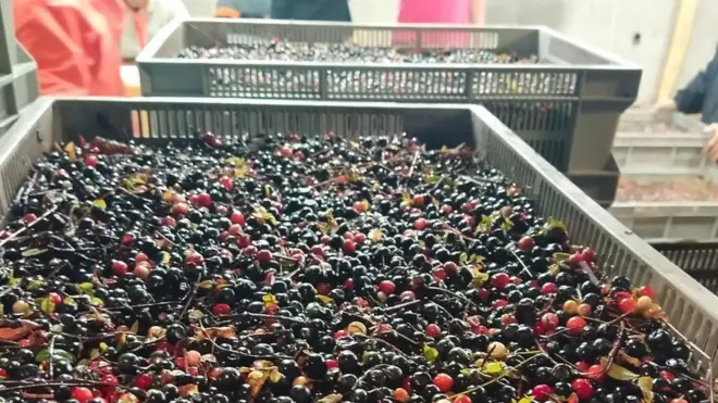 เก็บเบอร์รี่