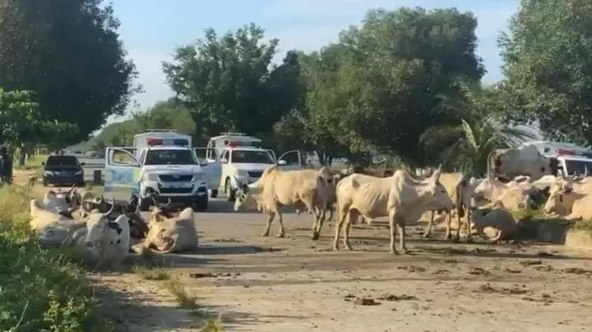 Cow wey dem arrest Bayelsa State recently for breaking di Anti-Open Grazing law.