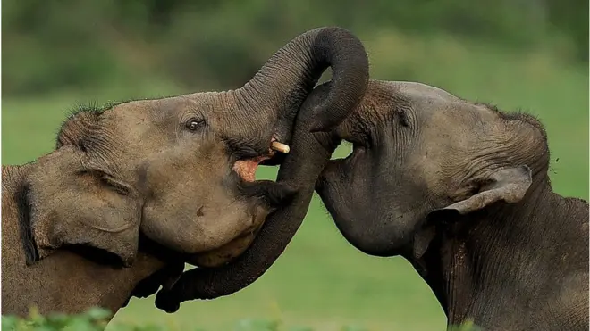 ලෝකයේ වැඩිම අලි මරණ වාර්තා වෙන රට බවට ශ්‍රී ලංකාව පත් වුණේ ඇයි ?