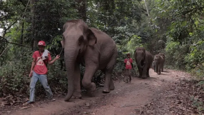 ช้างบ้านกลับถิ่น