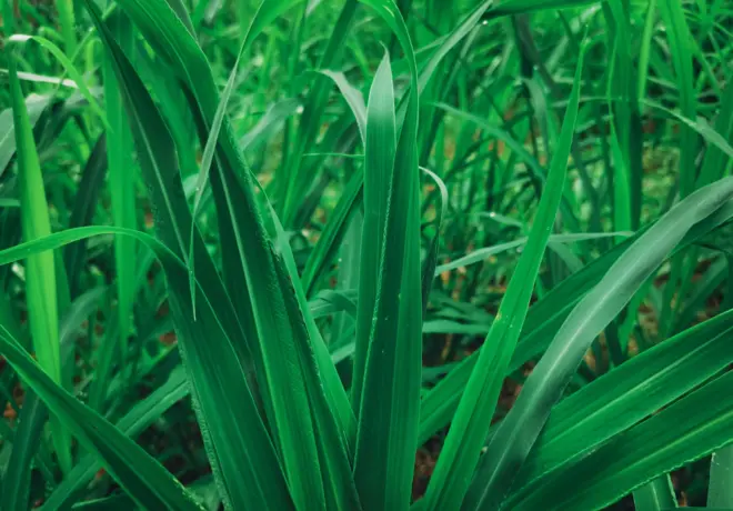 Les feuilles de vétiver a de nombreuses vertus pour la santé