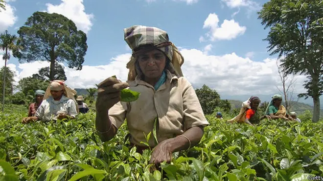 දැනට වතු කම්කරුවෙකුට ලැබෙන දෛනික වැටුප රුපියල් 620කි