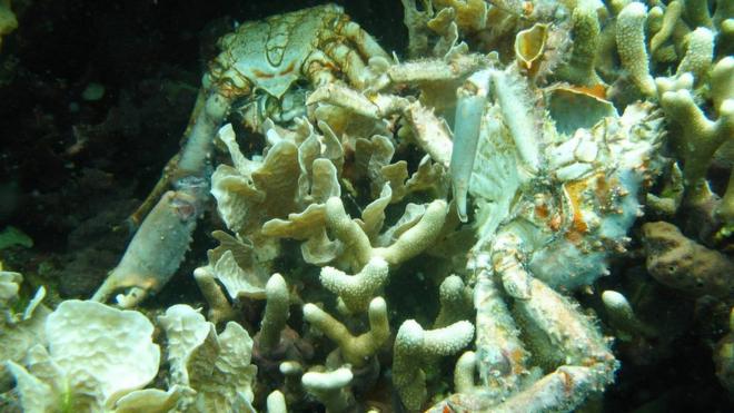 低氧导致巴拿马博卡斯德尔托罗省及其他地方的珊瑚死亡