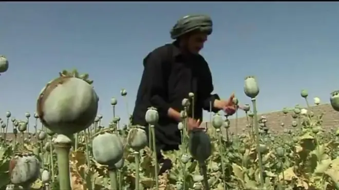 Taliban Opium