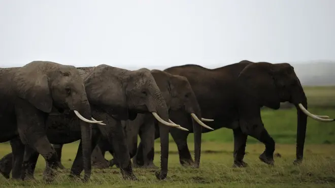 Gajah-gajah di kawasan suaka Amboseli, Kenya.