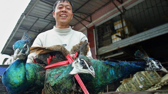 中國農民在廣州野生動物市場上出售三隻孔雀。
