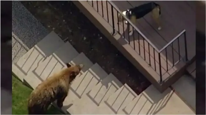 ведмідь і пес