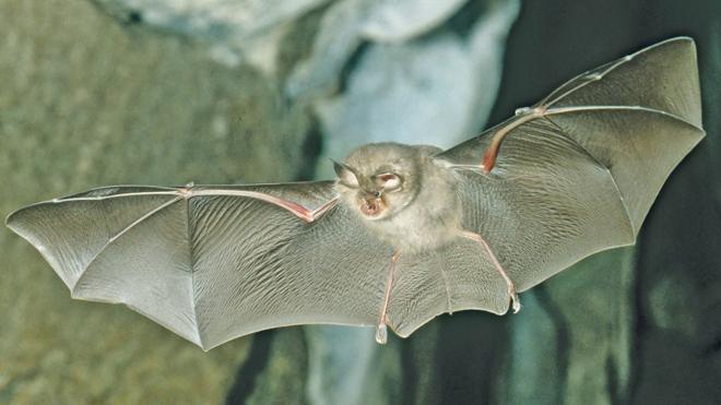 ค้างคาวเกือกม้าเล็ก (Lesser Horseshoe Bat)