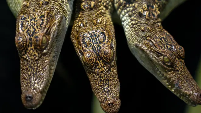 หัวจระเข้