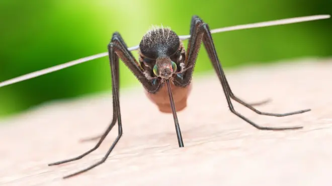 चिकनगुनिया, डास