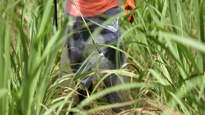 พาราควอต