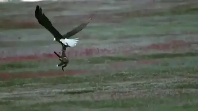 นกโฉบเหยื่อ