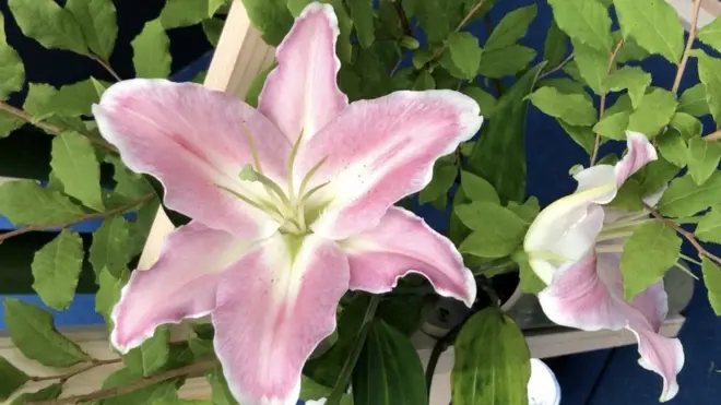 इकेबाना