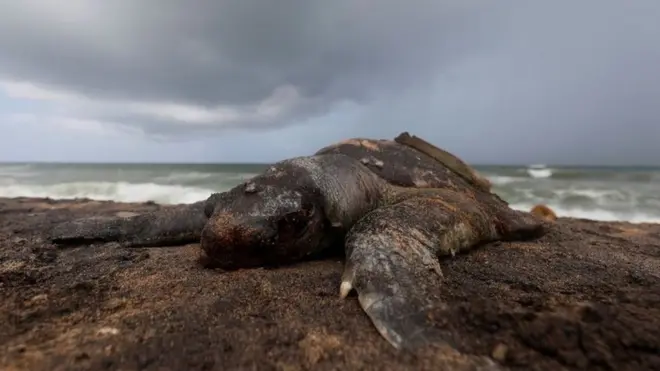 ඉදිරි දශක ගණනාවක් කැස්බෑවුන්ට විෂ රසායනවල බලපෑම දැනෙනු ඇතැයි බිය පළවෙමින් තිබේ