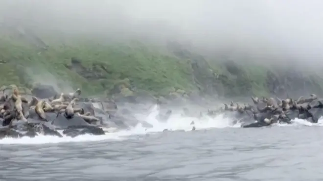 Zemljotres u Rusiji: Uspaničene foke skaču u vodu