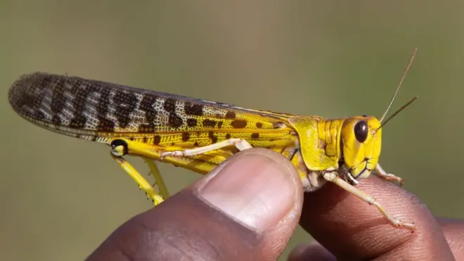 ውድብ ሕቡራት ሃገራት፡ ኣብዚ ዓመት ተኸሲቱ ዘሎ ወራር ኣንበጣ ኣብ ልዕሊ ዘራእቲ ከቢድ ሓደጋ ከም ዘብጽሕን ውሕስና መግቢ ብሚሊዮን ዝቑጸሩ ሰባት ከም ዝሃስን የጠንቅቕ