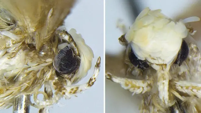 ژاند په زوکیز ZooKey علمي خپرنۍ کې لیکلي، دا نوی شاپرک یا پتنګ د امریکا د کاناډا او امریکا په علمي مرکزونو کې د پتنګانو د ارزونې پرمهال کشف شوی دی.