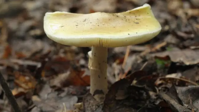 Досі не зрозуміло, які саме гриби призвели до масового отруєння