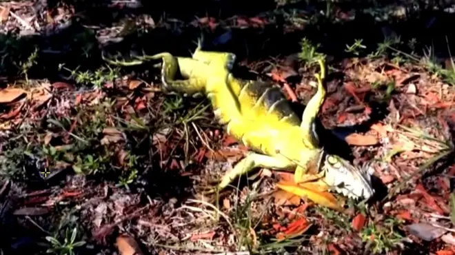 Замерзшая игуана